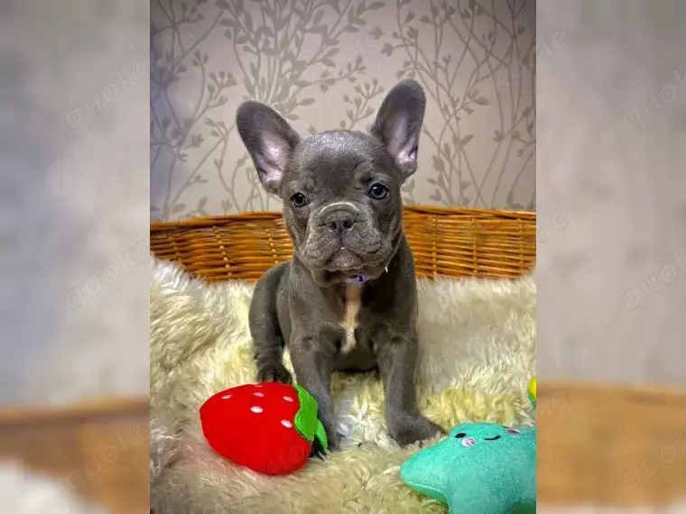 Traumhafteee Französische Bulldogge Welpen!!