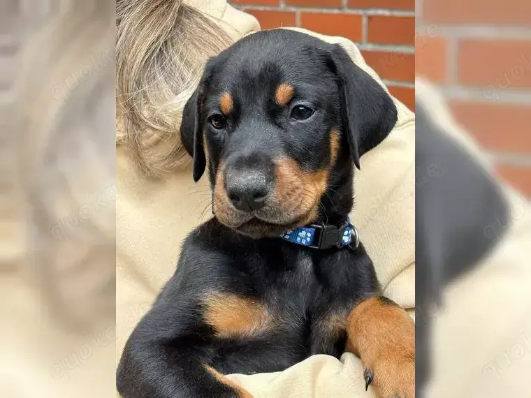 Sussse Dobermann welpen!!