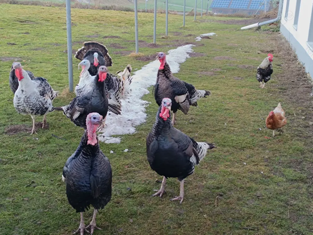 Gebe Puten zur Zucht ab!