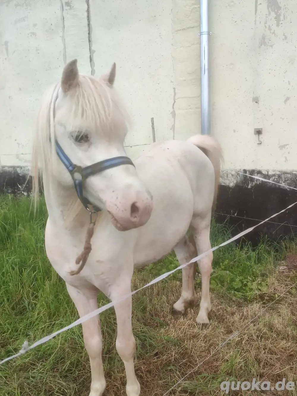 Pony Hengst abzugeben 