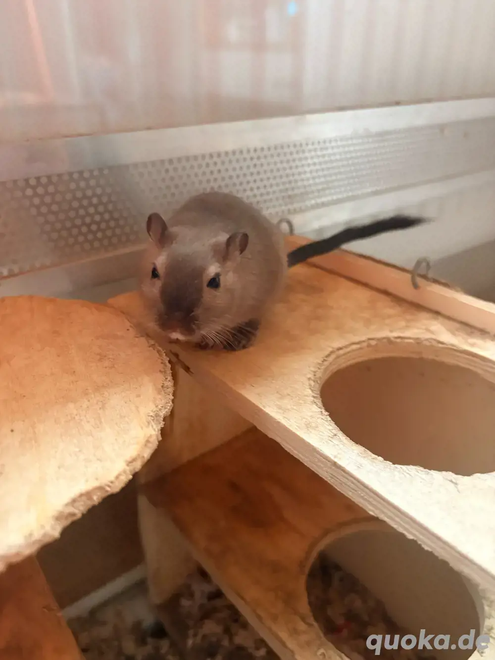 Wüstenrennmaus Männchen