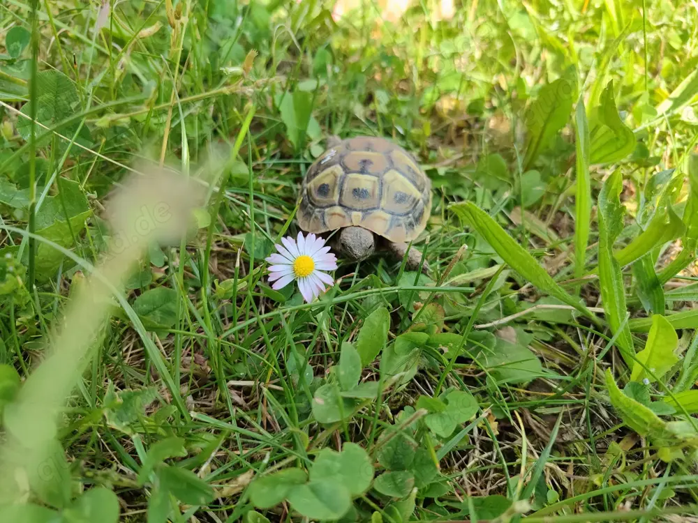 Griechische Landschildkröten NZ 2024