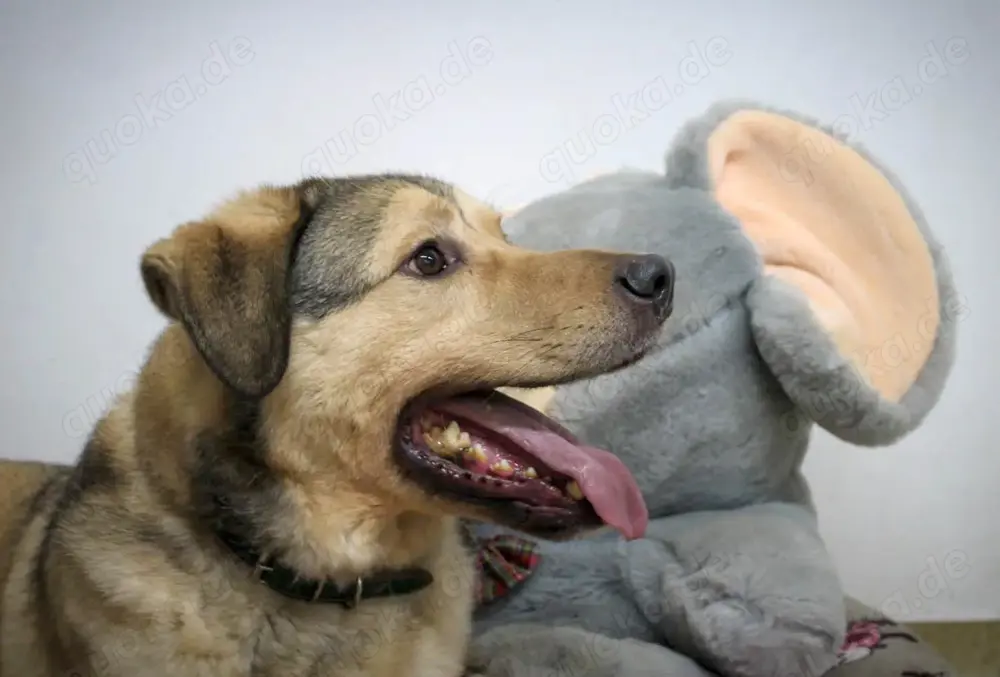 Romeo wünscht sich ein für immer Zuhause