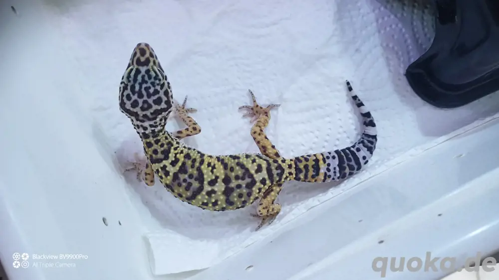 Leopardgecko 0.0.3 aus 24