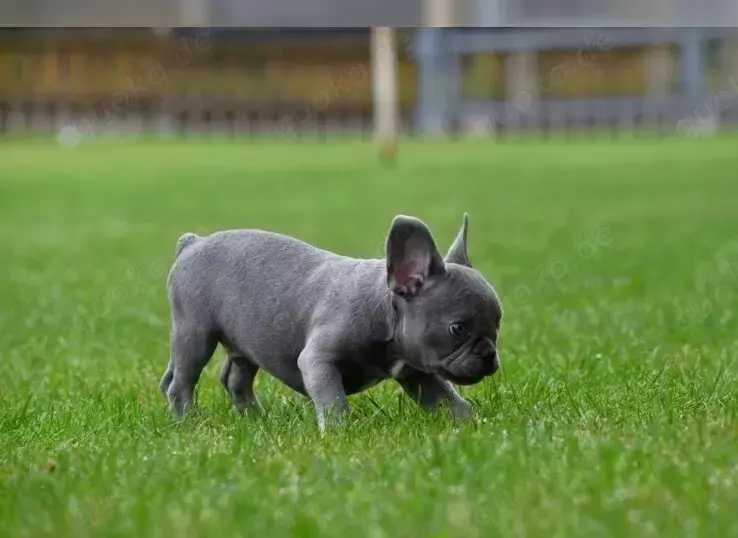 Traumhafteee Französische Bulldogge Welpen   !!