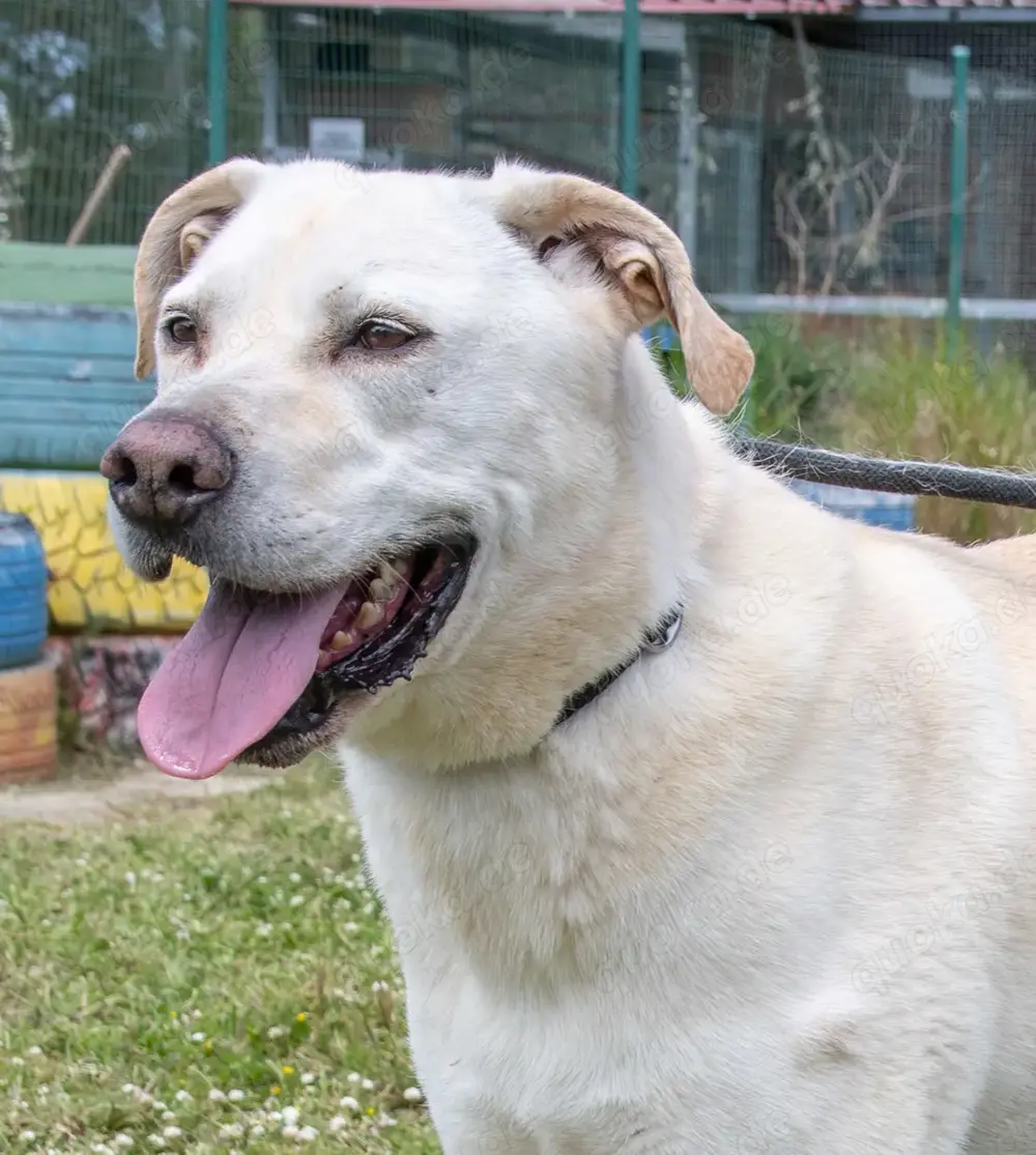 Lucas, ein temperamentvoller Bursche!