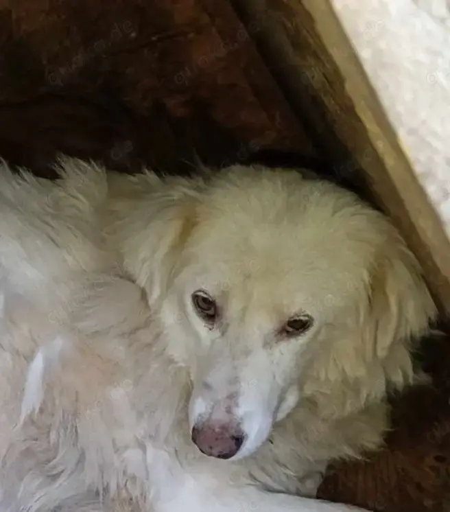 Alla braucht ein Zuhause für immer