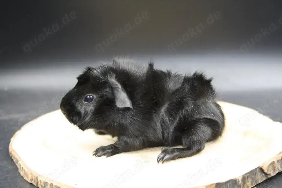 Süßes meerschweinchen (rosette und US-Teddy)
