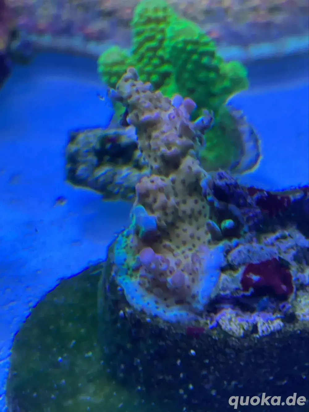 Korallen Meerwasser Pc Rainbow Acropora Korallenableger