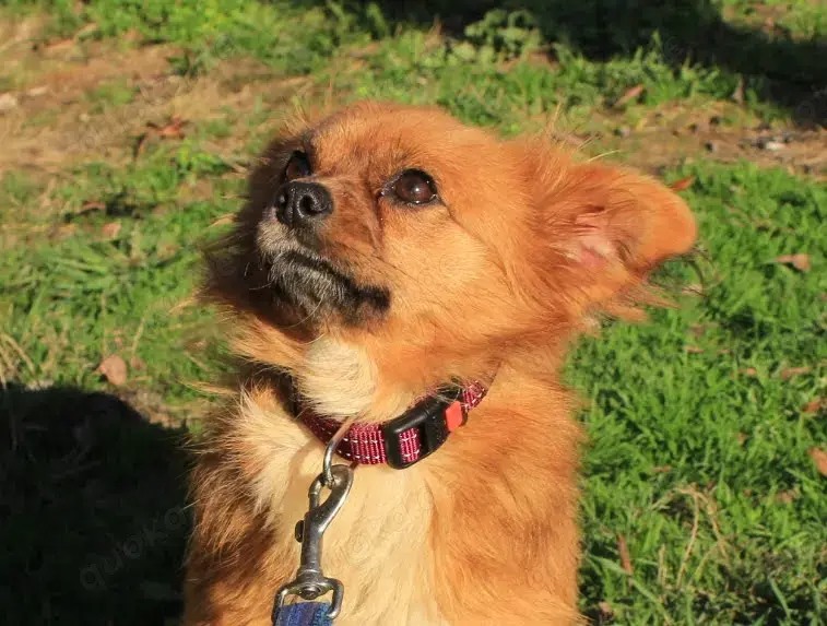 Wer hat ein Herz für *TIKA*?