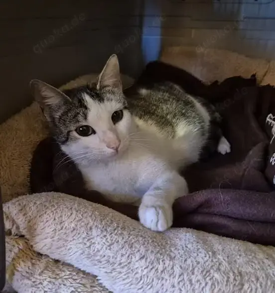 Kätzin Sadie stellt sich vor