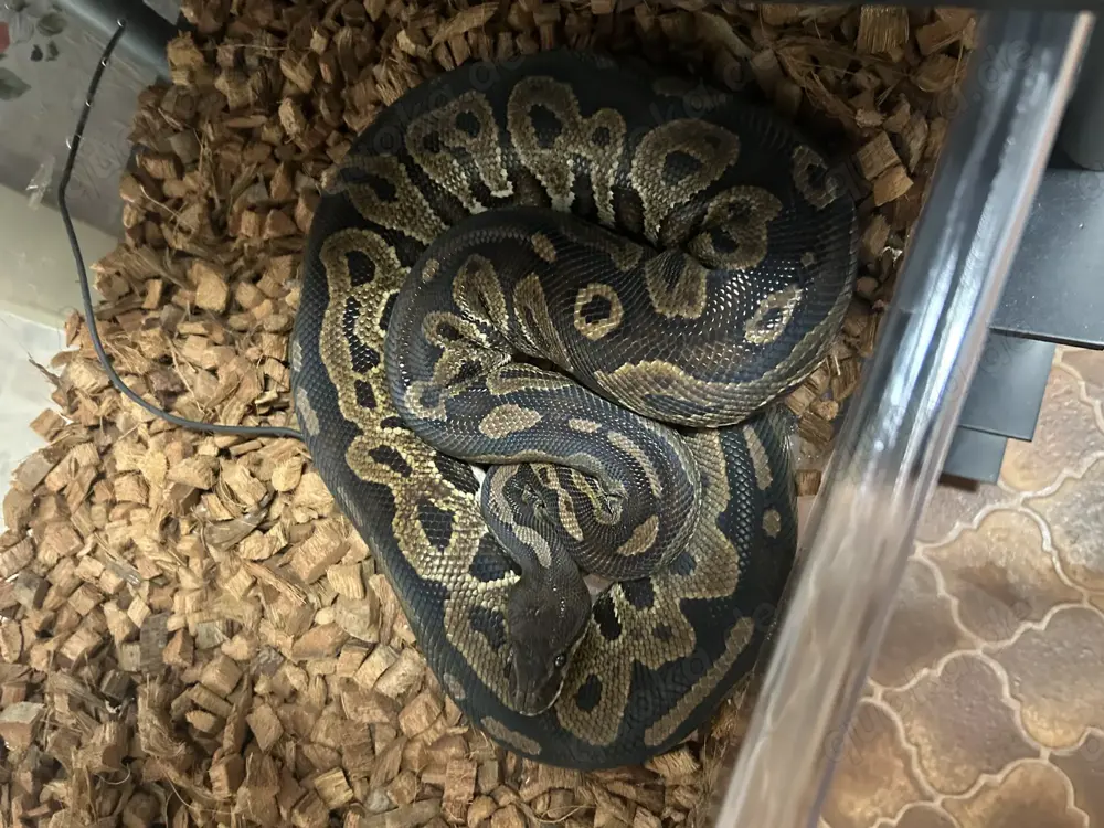 0.1 Cinnamon 100%het Ghost NZ 15 Python regius