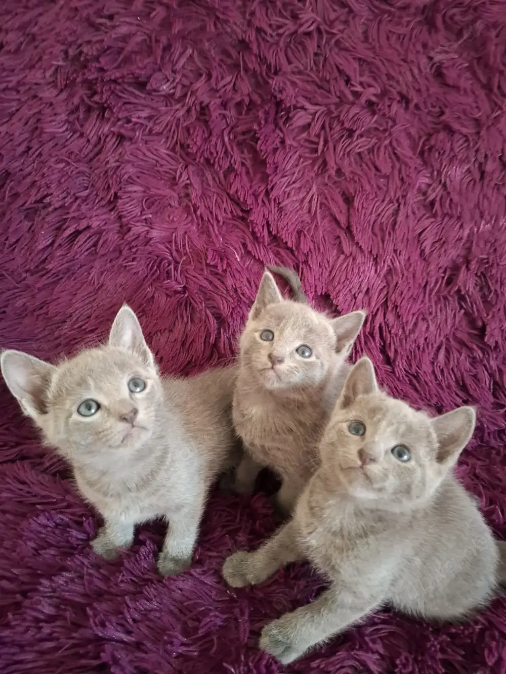 Reinrassige Russisch blau Kitten mit Stammbaum. 