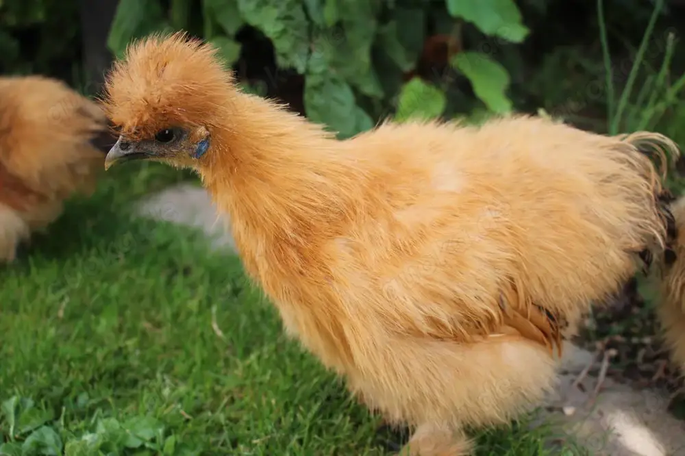 Bruteier unserer wunderschönen Zwergseidenhühner 