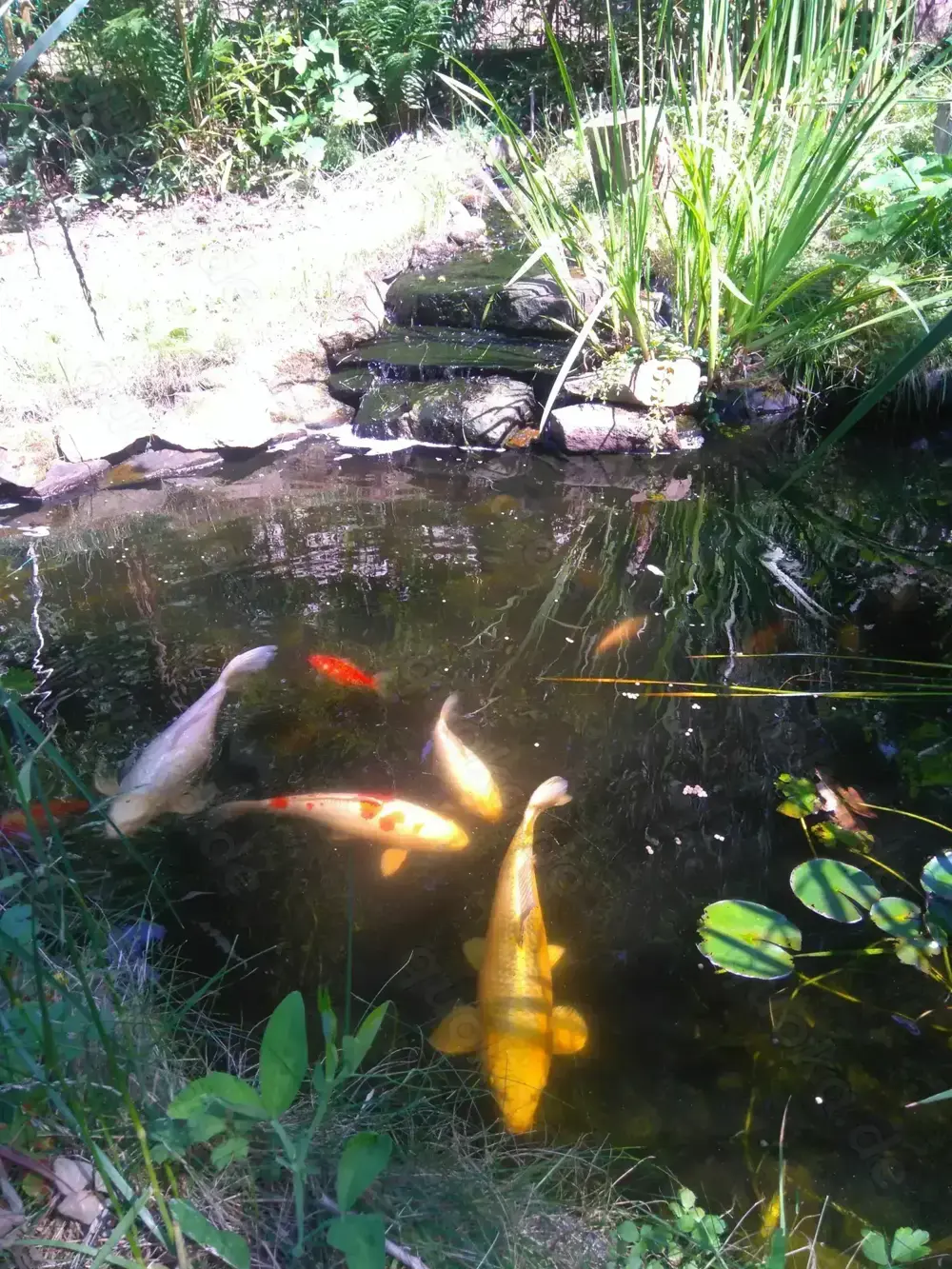 Koikarpfen, Goldfische in Baden-Baden Gestohlen 