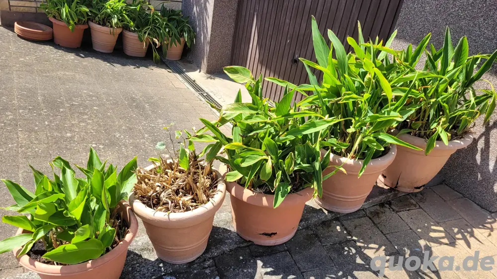 15 große bepflanzte Blumenkübel Pflanzkübel mit Untersetzern