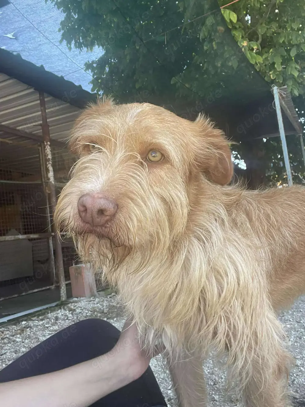 GRIZZY wünscht sich ein Zuhause im Glück