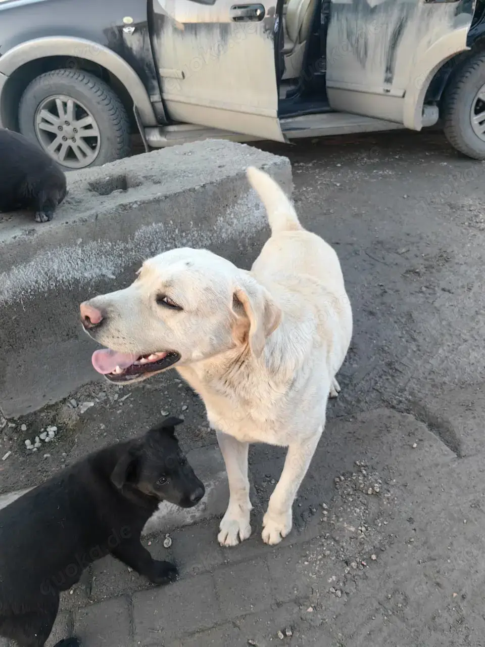Leif   fröhlicher Hund mit großem Herzen