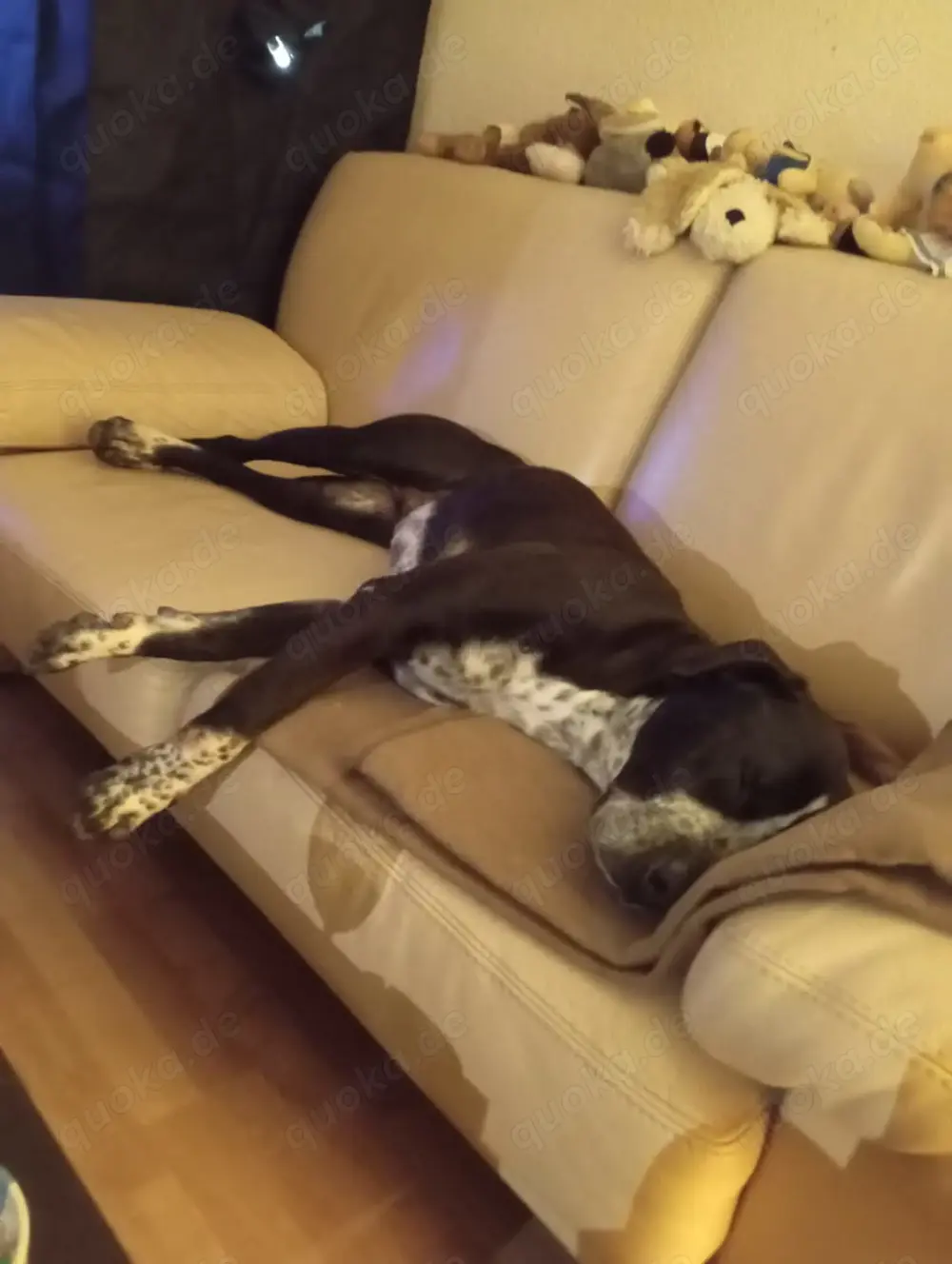 Spike sucht ein Zuhause in ländlicher Umgebung 