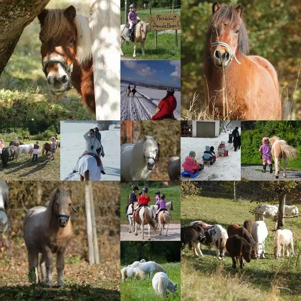 Selbstgeführtes Ponyreiten