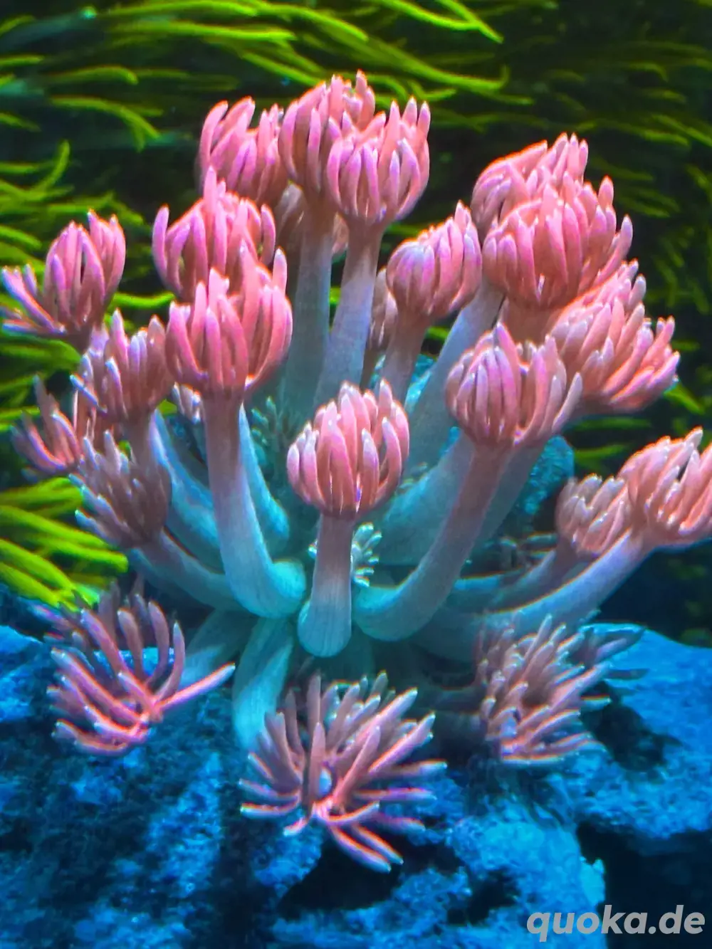 Goniopora Meerwasser LPS