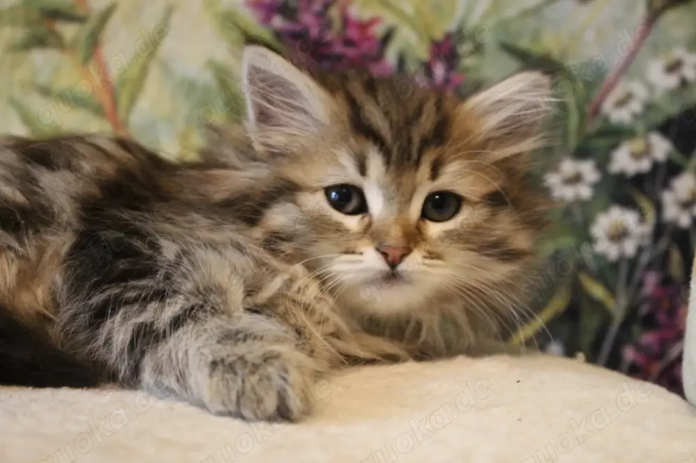 Sibirische Katzenbabys
