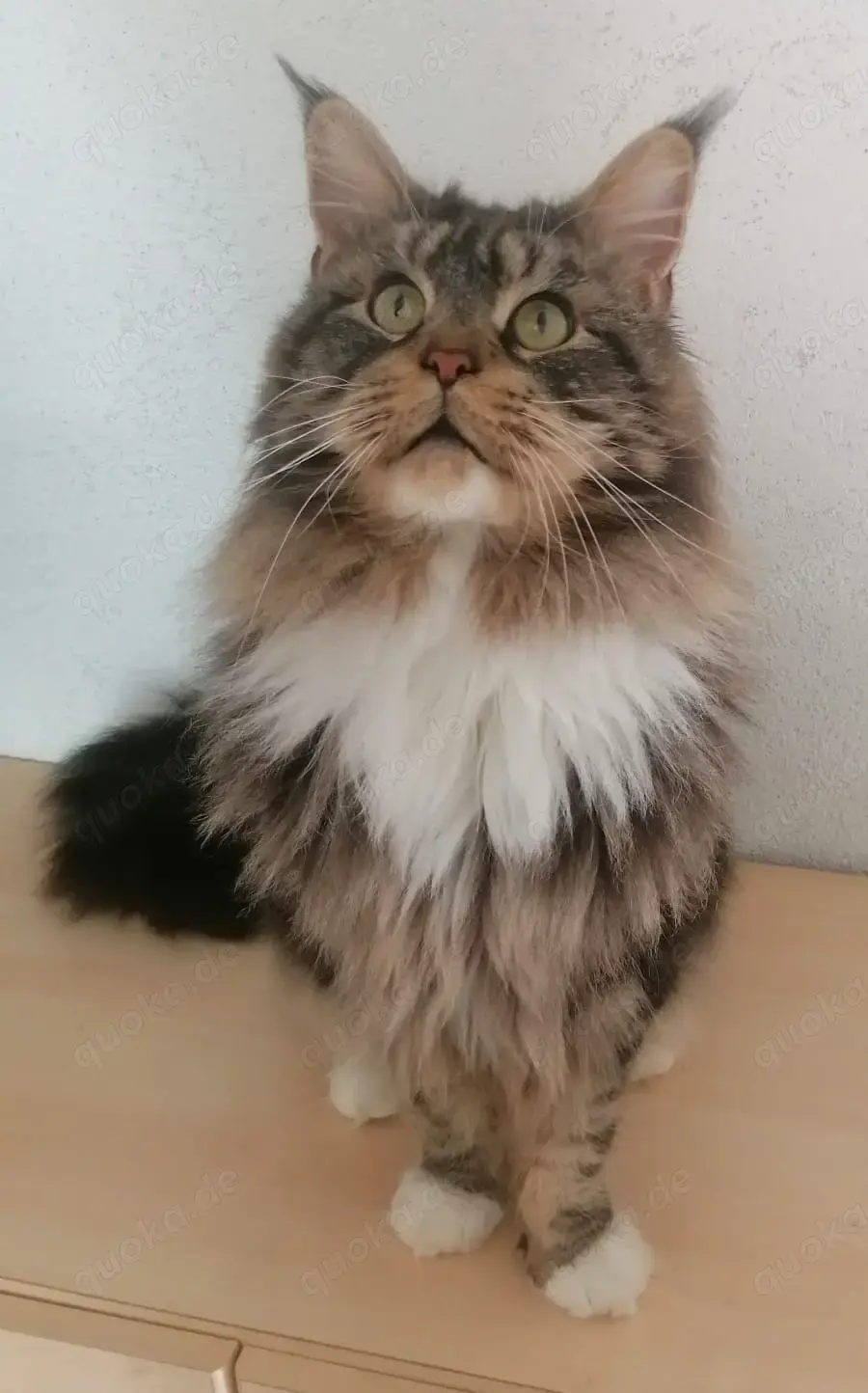 Maine Coon Deckkater mit Gesundheitscheck