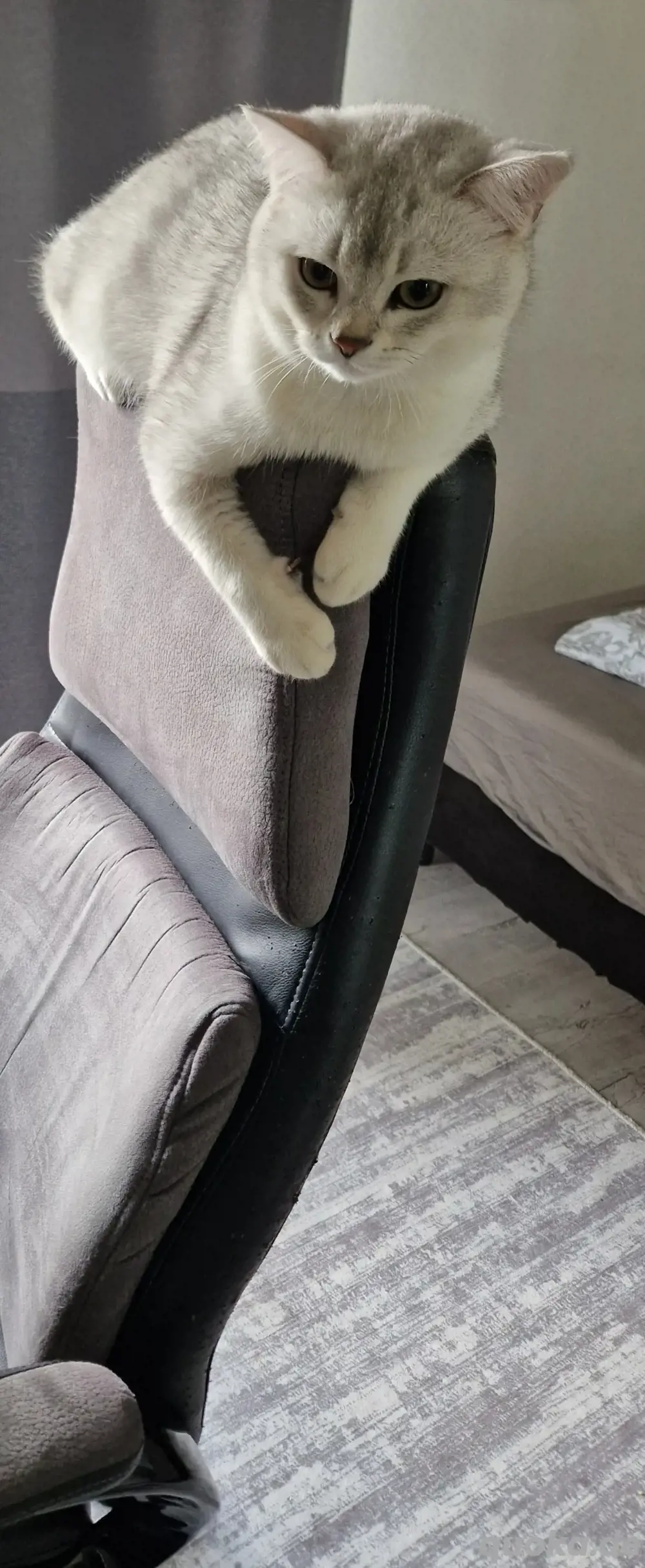 Deckkater Britisch Kurzhaar   Silber Shaded  2 Jahre 