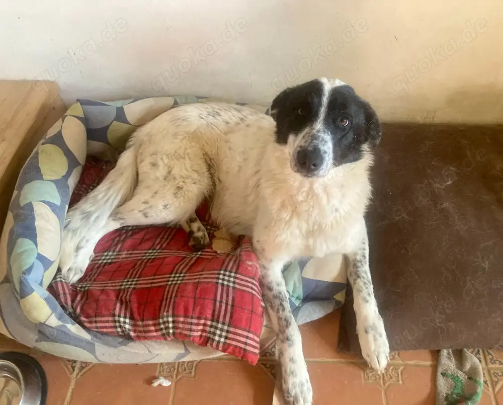 Große Monnie sucht passendes Körbchen