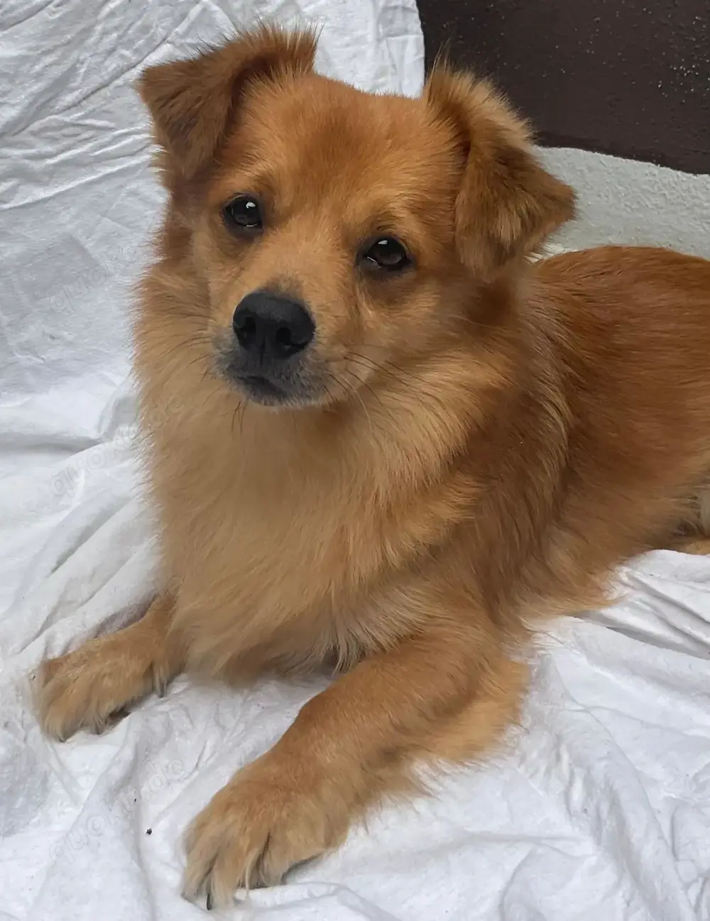 Deckrüde, kleiner Mischling