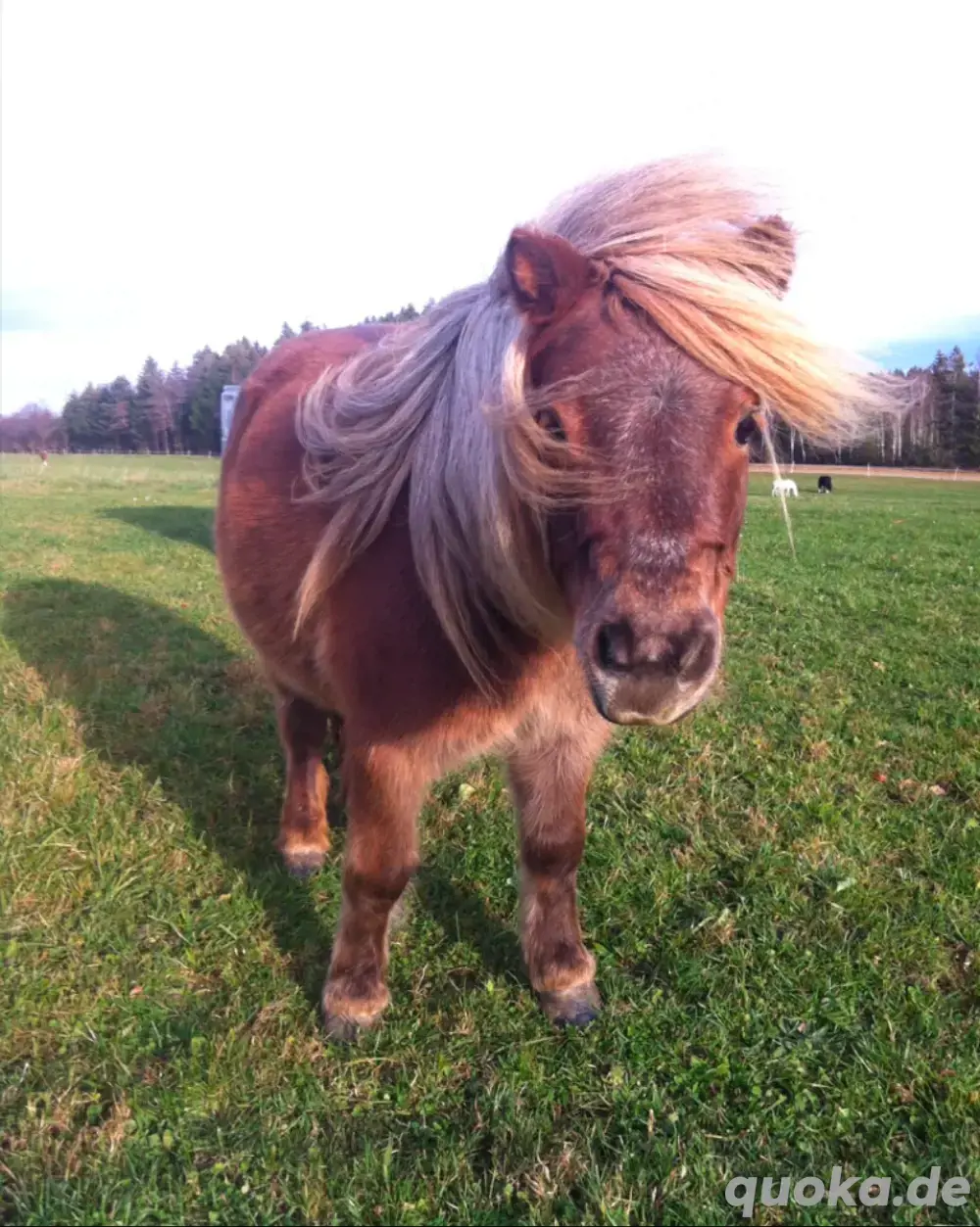 Pflegebeteiligung für meine Ponys