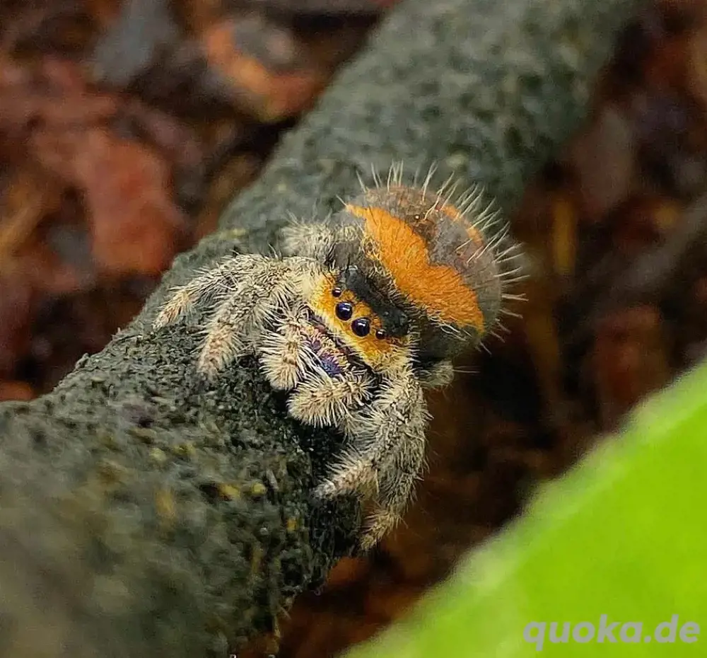 Phidippus Regius Soroa FH 2-3 Springspinne 
