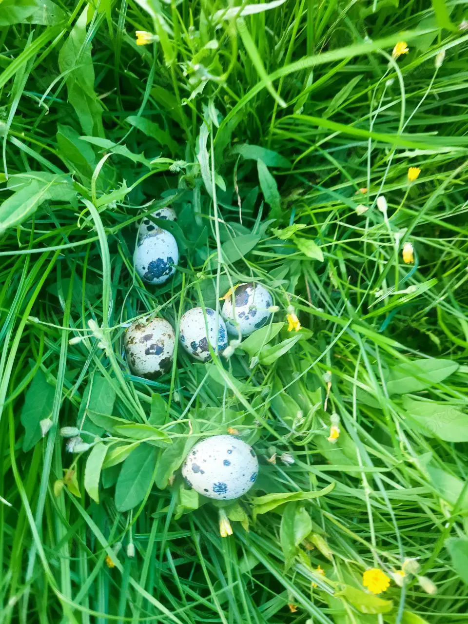 Frische Wachteleier