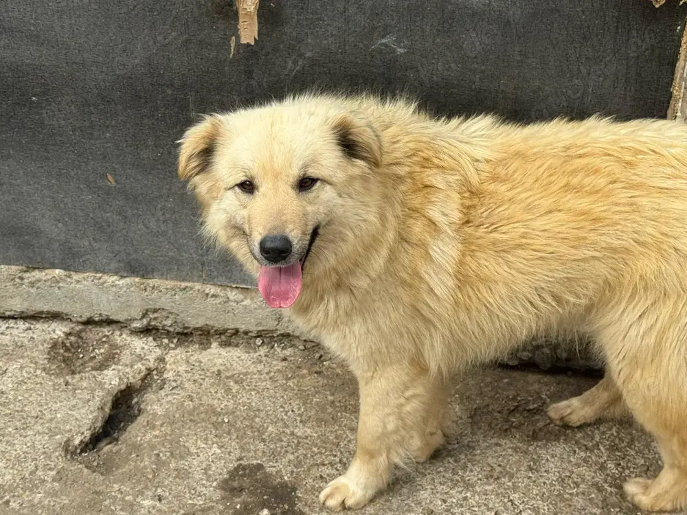 Hündin 028405 sucht ihr eigenes Zuhause