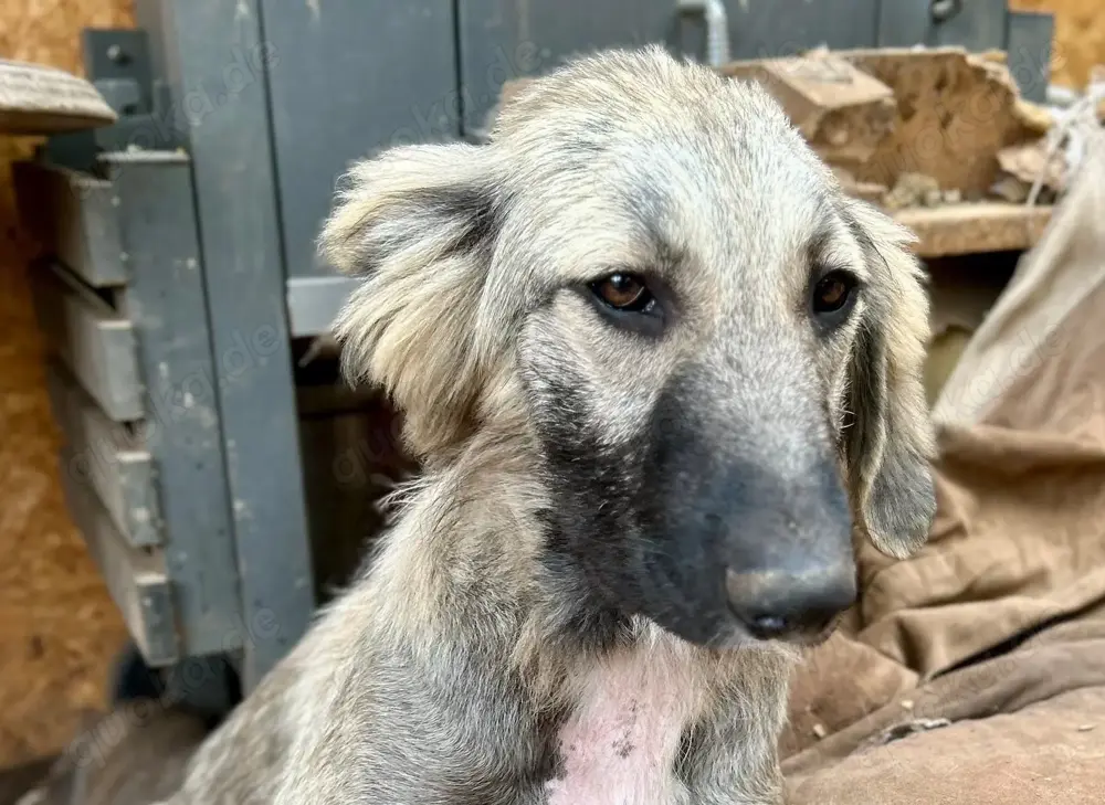 Selma ist eine Schmusekönigin   