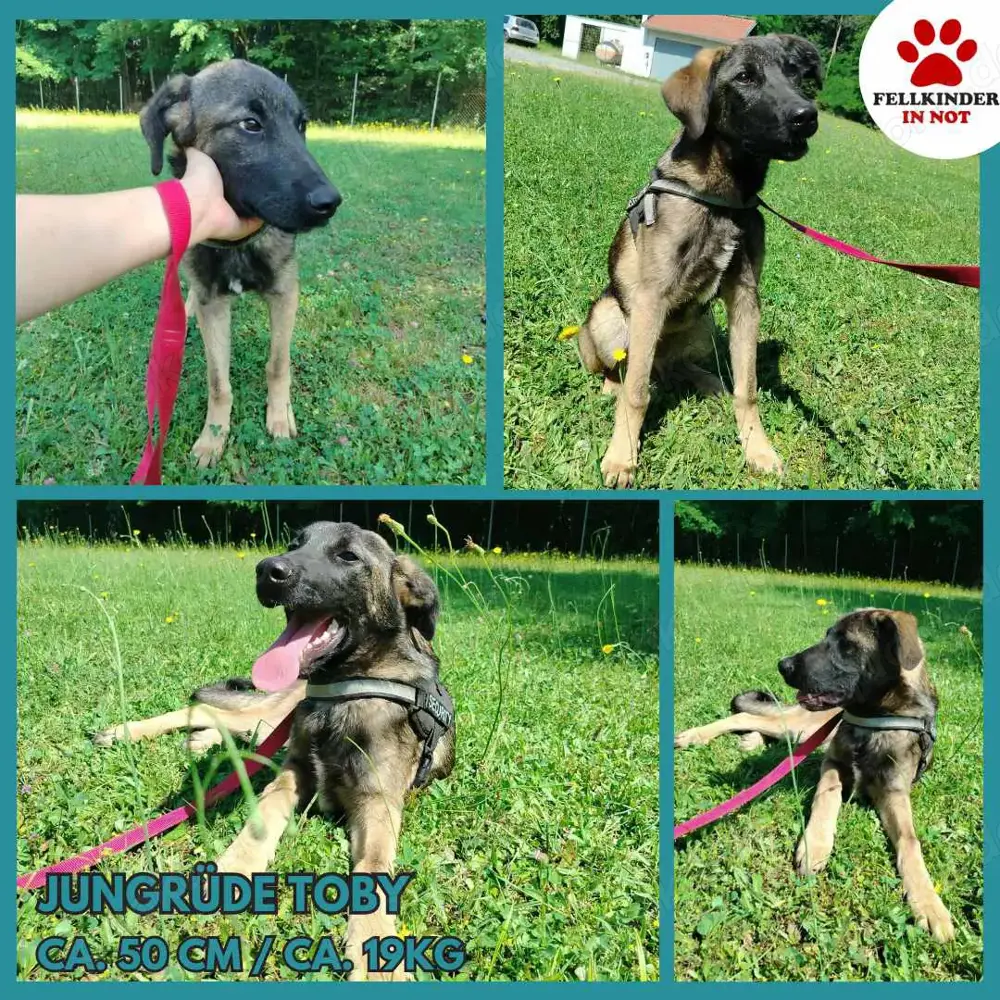 Toby junger Schäferhund Mischlingsrüde Mischling Rüde sucht Zuhause oder Pflegestelle