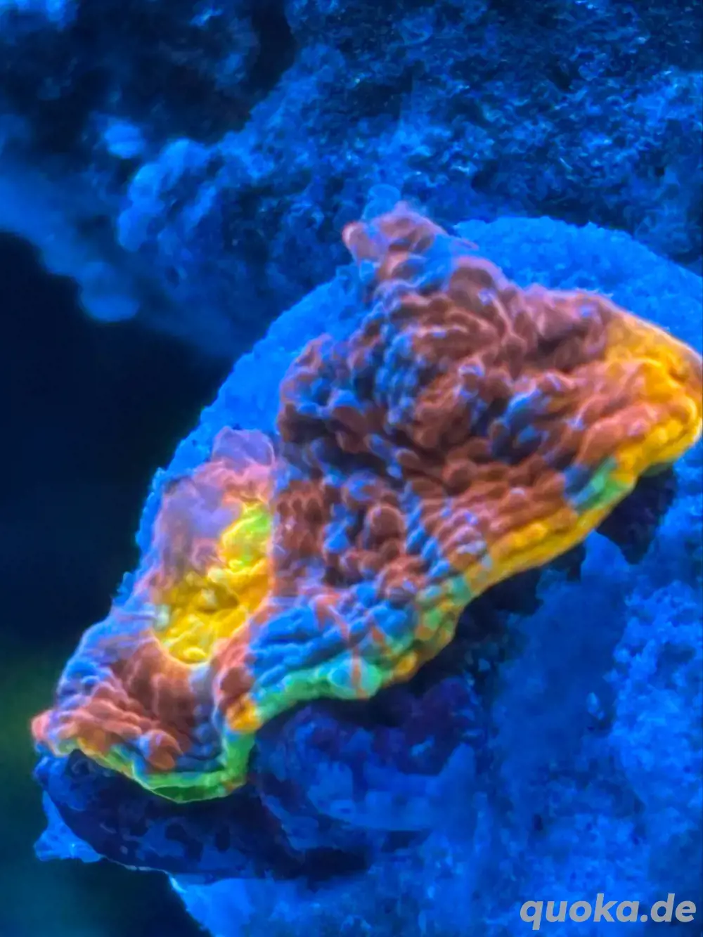 Meerwasser Lps Chalice Bugatti