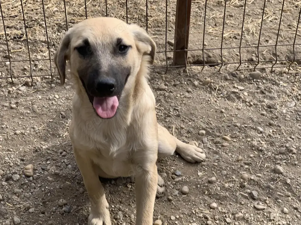 Rüde 181167 stellt sich vor