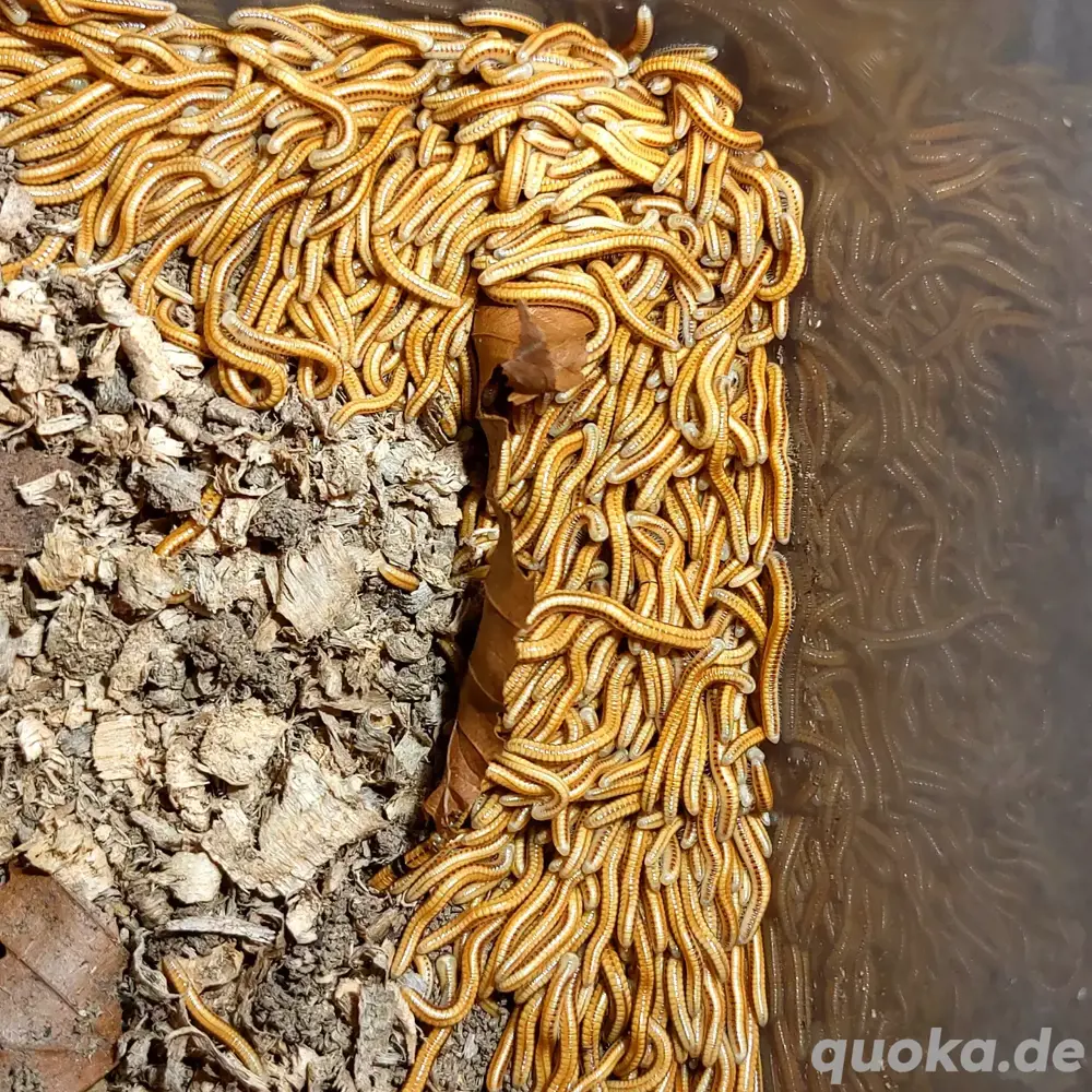 tausendfüßer millipede myriapoda 