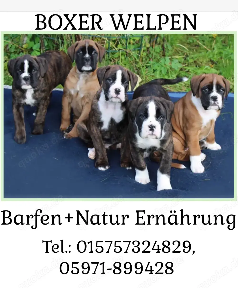 Boxer-Welpen: barfen + Natur Ernährung (für 2027)