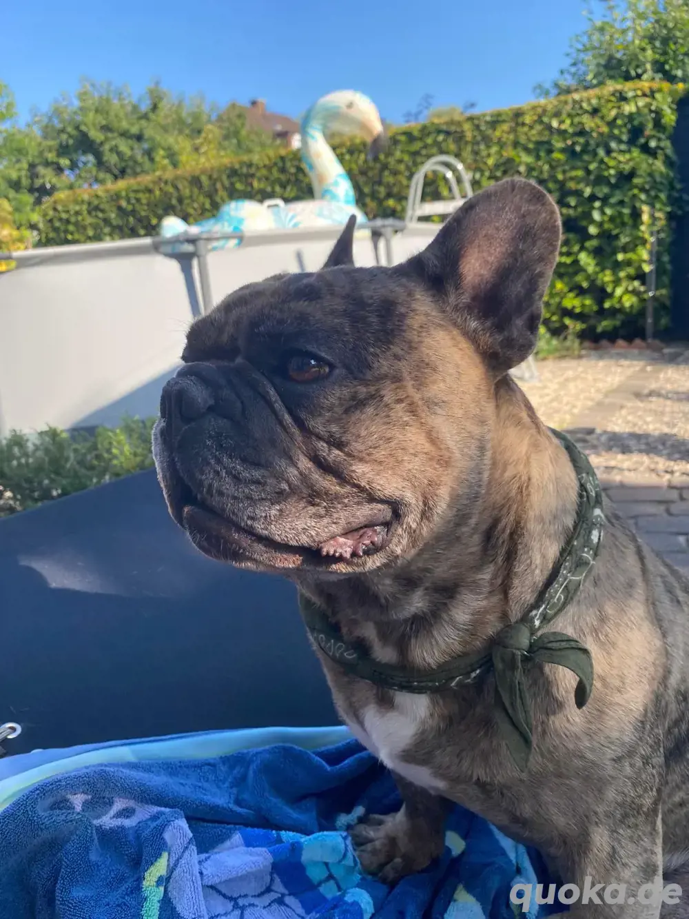 Französische Bulldogge Deckrüde