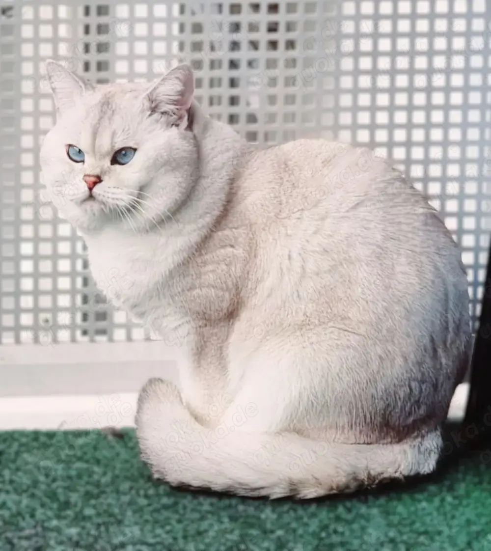 Deckkater Stammbaum blauen Augen BKH Farbe seal-silver-shaded-point ns 11-33