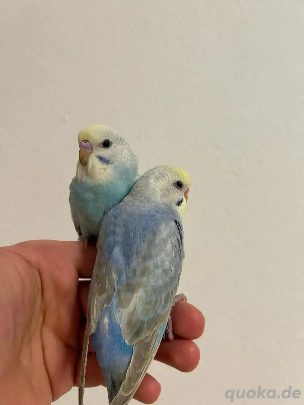 Wellensittich Rainbow Nestjung Handzahm