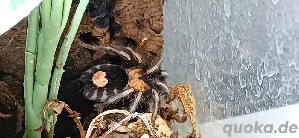 Cyrioscosmus elegans & Terrarium 