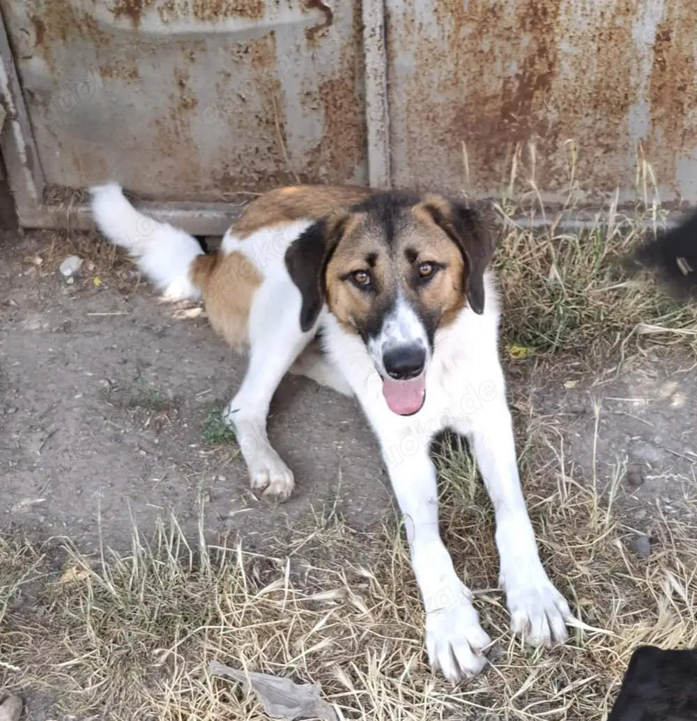 Ich möchte ein guter Begleiter werden.