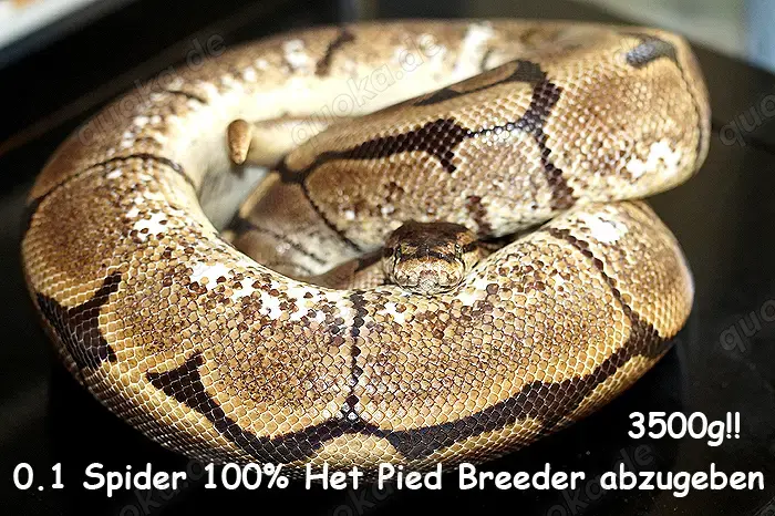 0.1 Spider 100% Het Pied Breeder Female 