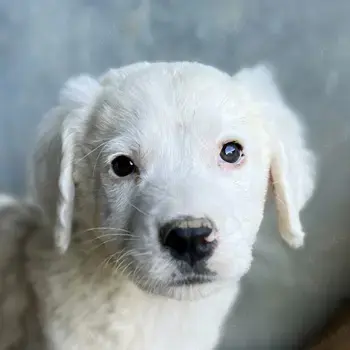 Havoc, geb. ca. 03 2025, lebt in GRIECHENLAND, auf einer privaten Pflegestelle