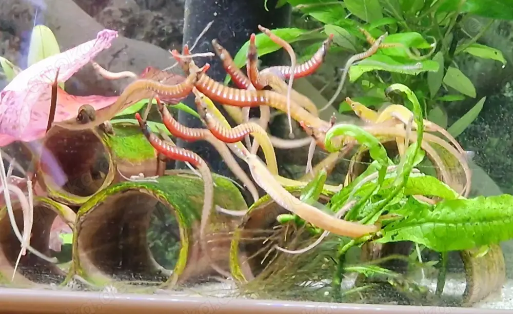 "Süßwasser Seepferdchen" kleine Seenadel Enneacampus ansorgii - faszinierende Zierfisch Rarität 