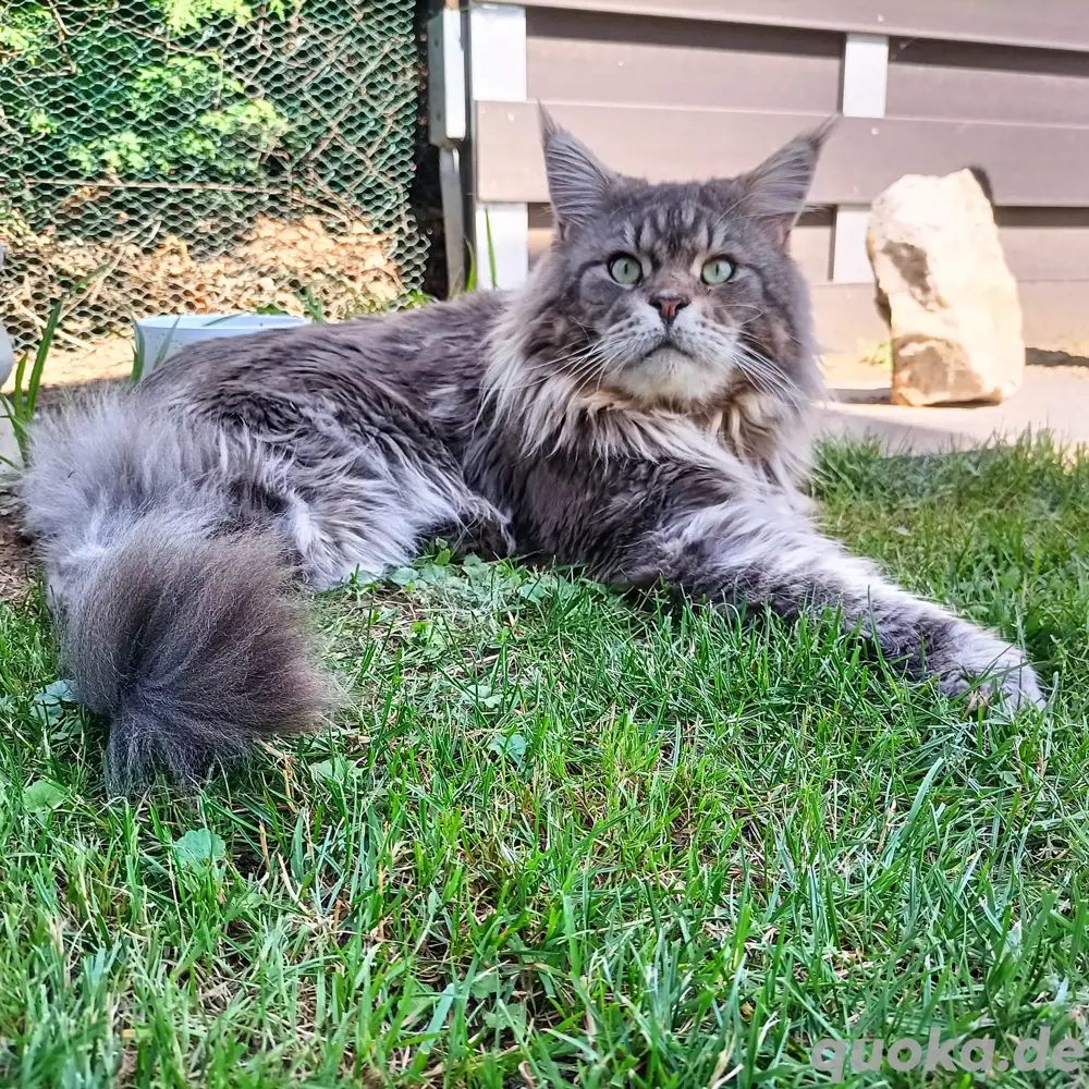 Maine coon Deckkater mit Stammbaum 