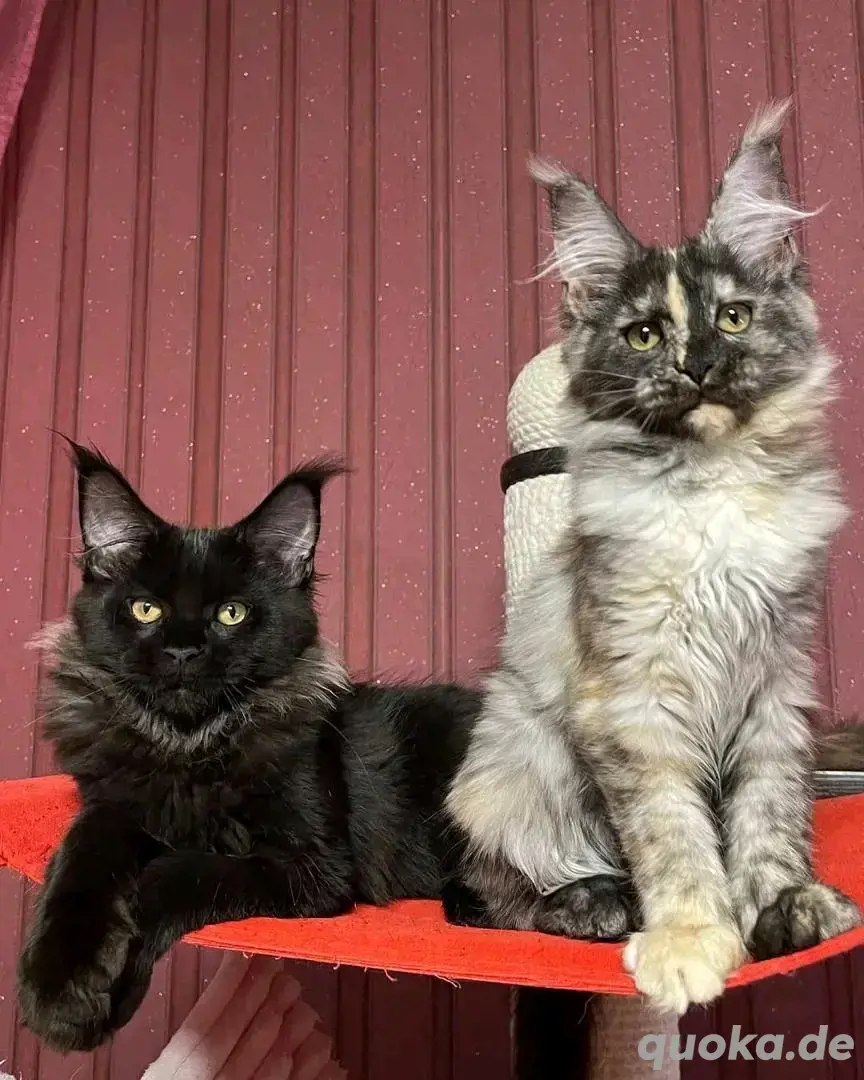 Maine-Coon-Kätzchen zu verkaufen!*